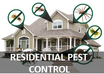 Pest Control for your Home